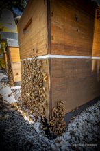 Close up of honey hives used in our dog gravy nutraceuticals