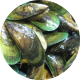 green_lipped_mussels_circle
