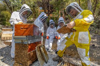 Honey Hive Extraction for Dog Gravy