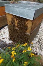 One of our honey hives for our dog gravy nutrients